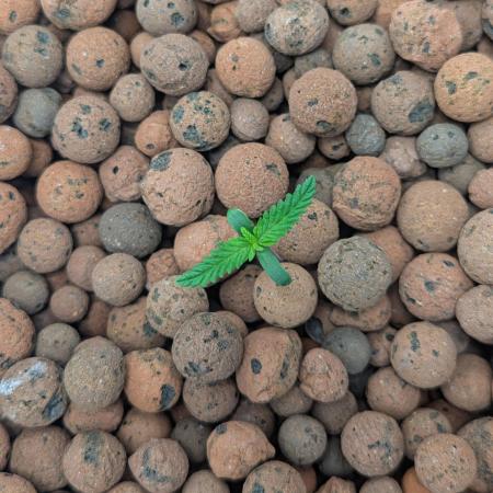 Think Fast (Dutch Passion)