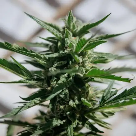 Green Poison Auto | Sweet Seeds |