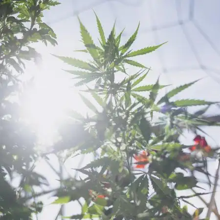 Green Poison Auto | Sweet Seeds |
