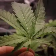 Think Fast (Dutch Passion)