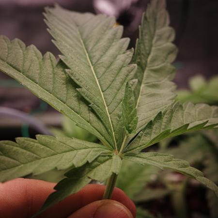 Think Fast (Dutch Passion)