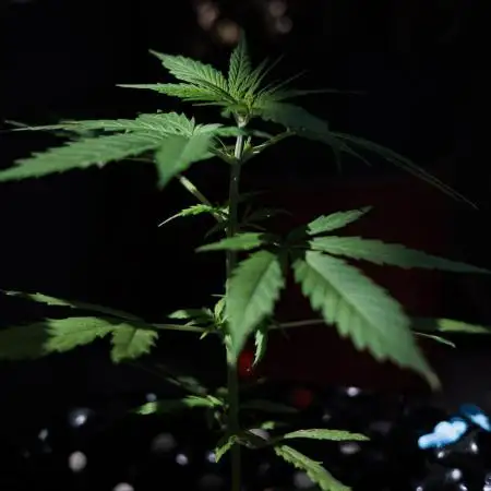 Green Poison Auto | Sweet Seeds |