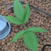 Think Fast (Dutch Passion)