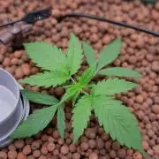 Think Fast (Dutch Passion)