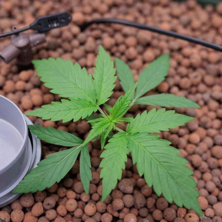 Think Fast (Dutch Passion)