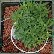 Think Fast (Dutch Passion)