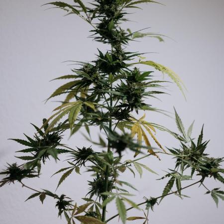 Green Poison Auto | Sweet Seeds |