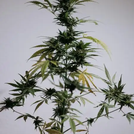 Green Poison Auto | Sweet Seeds |