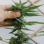 Green Poison Auto | Sweet Seeds |