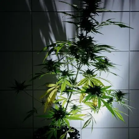 Green Poison Auto | Sweet Seeds |