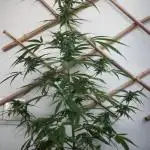 Green Poison Auto | Sweet Seeds |