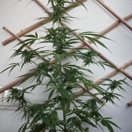 Green Poison Auto | Sweet Seeds |