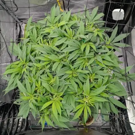 Think Fast (Dutch Passion)