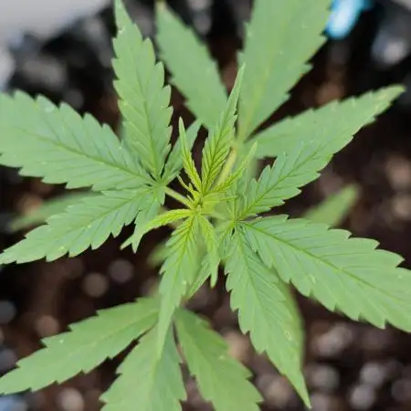 Green Poison Auto | Sweet Seeds |