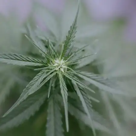Green Poison Auto | Sweet Seeds |