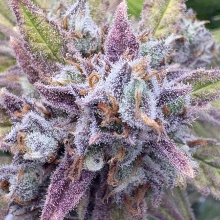 Voila Rbx5Winter 25-26