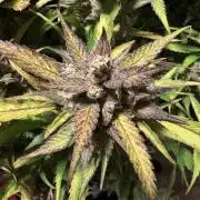 Dec 25-Feb 26 ETHOS/420FB