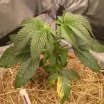 Pakistan Chitral Kush