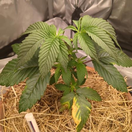 Pakistan Chitral Kush