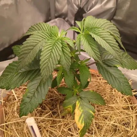 Pakistan Chitral Kush