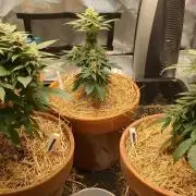 Pakistan Chitral Kush