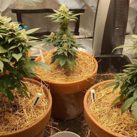 Pakistan Chitral Kush