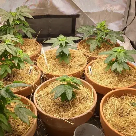 Pakistan Chitral Kush