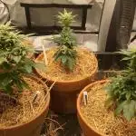 Pakistan Chitral Kush