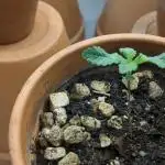 Pakistan Chitral Kush