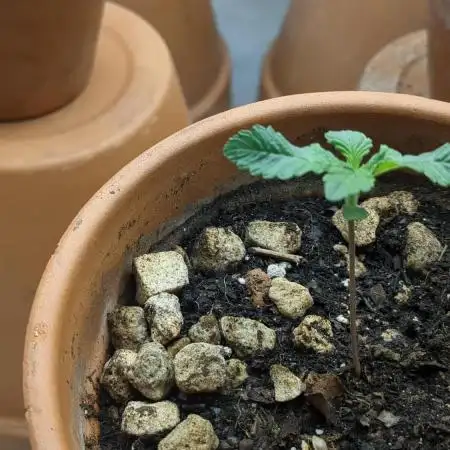 Pakistan Chitral Kush