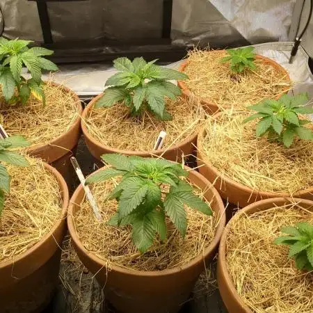 Pakistan Chitral Kush