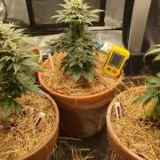 Pakistan Chitral Kush