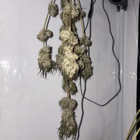 Lemon cherry & bubblegum xl