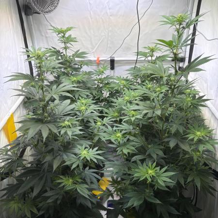 Lemon cherry & bubblegum xl