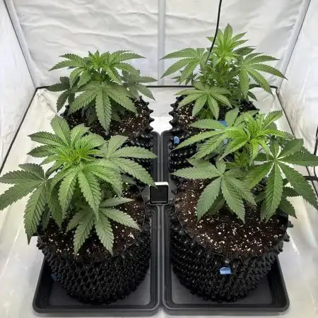 Lemon cherry & bubblegum xl