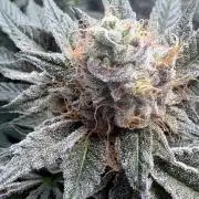 Lemon cherry & bubblegum xl