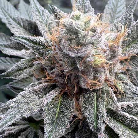 Lemon cherry & bubblegum xl