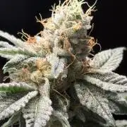 Lemon cherry & bubblegum xl