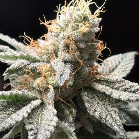 Lemon cherry & bubblegum xl