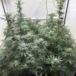 Lemon cherry & bubblegum xl