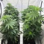 Lemon cherry & bubblegum xl