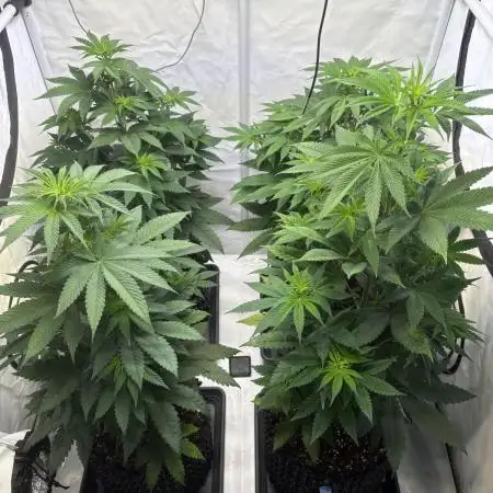 Lemon cherry & bubblegum xl