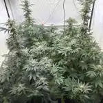 Lemon cherry & bubblegum xl