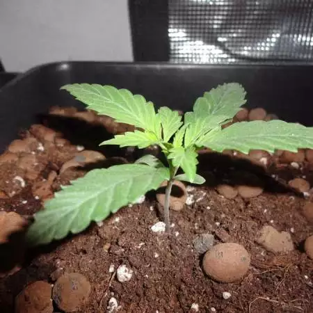 DinaFem 2xAutoChees 2xHaze2.0