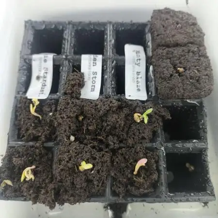 Grow perpetuo in closet