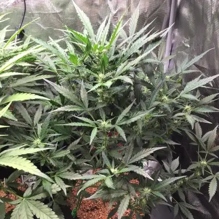 Sour Power