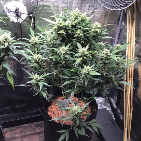Sour Power