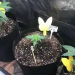Moby Dick Auto