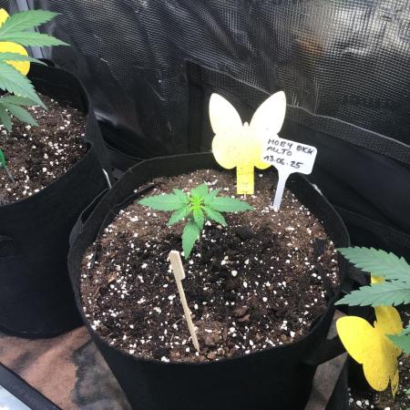 Moby Dick Auto
