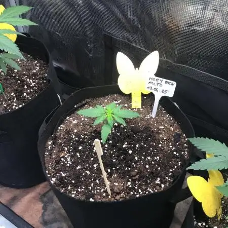 Moby Dick Auto